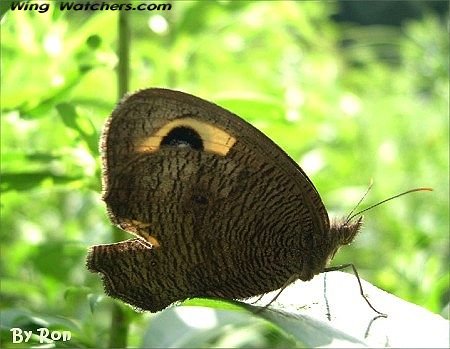 Common Wood Nymph Butterfly by Ron Pelletier