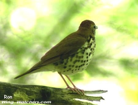 Wood Thrush by Ron Pelletier