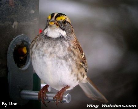 White-throated Sparrow (M) by Ron Pelletier