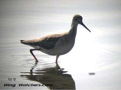 Greater Yelleowlegs by Ron Pelletier