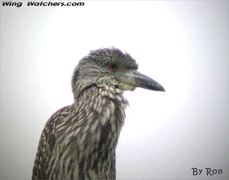 Yellow-crowned Nightheron immature by Ron Pelletier