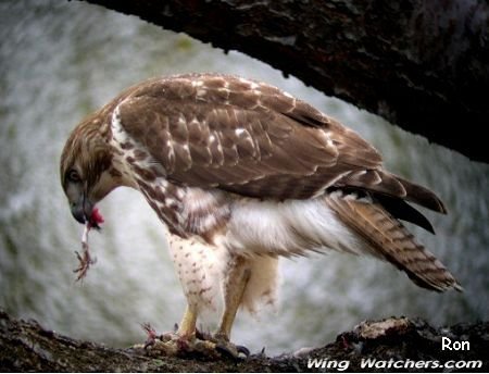 Red-tailed Hawk (imm.) by Ron Pelletier