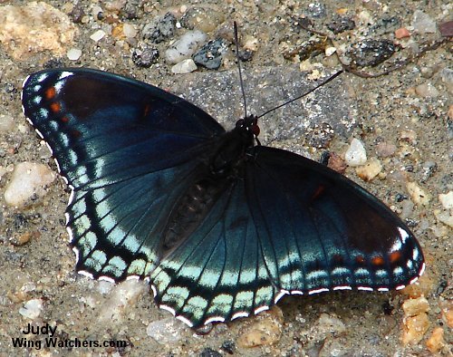 Red-spotted Purple Butterfly by Judy Pelletier