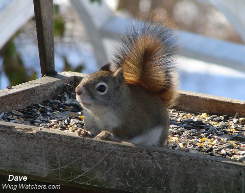 Red Squirrel by Dave Pelletier