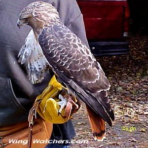 Red-tailed Hawk in captivity by Dave Pelletier