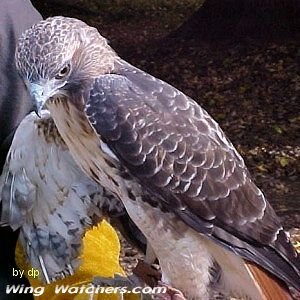 Red-tailed Hawk in captivity by Dave Pelletier