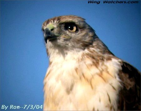 Red-tailed Hawk (closeup) by Ron Pelletier