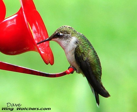 Ruby-throated Hummingbird (F) by Dave Pelletier