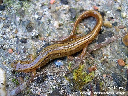 Northern Dusky Salamander by Dave Pelletier