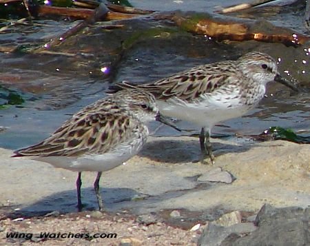 Sanderlings by Ron Pelletier