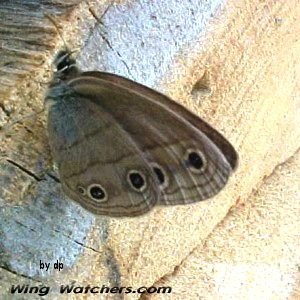 Little Wood Satyr Butterfly by Dave Pelletier