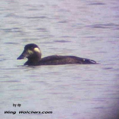 Surf Scoter (imm.) by Dave Pelletier