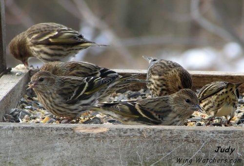 Pine Siskin by Judy Pelletier