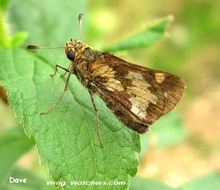 Peck's Skipper by Dave Pelletier