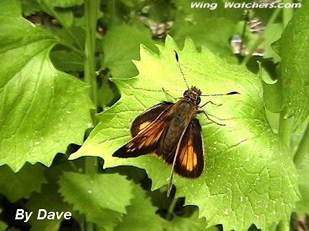 Hobomok Skipper by Dave Pelletier