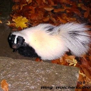 Skunk by Dave Pelletier