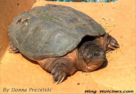 Snapping Turtle by Donna Prezelski