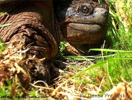 Snapping Turtle by Donna Prezelski