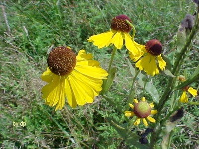 Purple-headed Sneezeweed