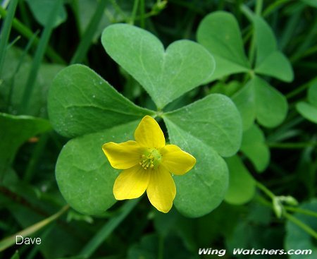 Yellow Wood Sorrel