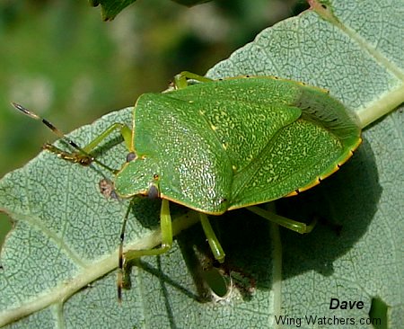 Green Stinkbug by Dave Pelletier