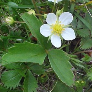 Wild Strawberry flower