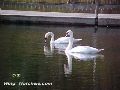 Mute Swans by Dave Pelletier