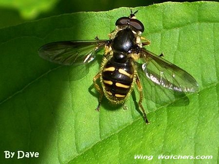 Sericomyia Syrphid Fly by Dave Pelletier