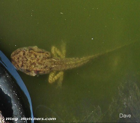 Tadpole by Dave Pelletier