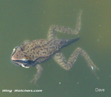 Tadpole by Dave Pelletier