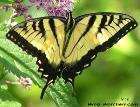 Eastern Tiger Swallowtail by Ron Pelletier