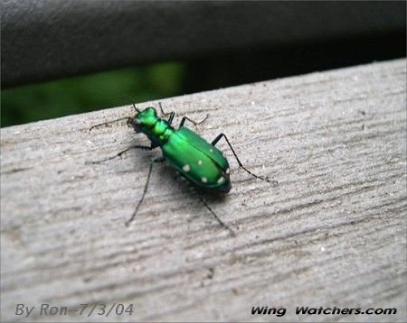 Tiger Beetle by Ron Pelletier