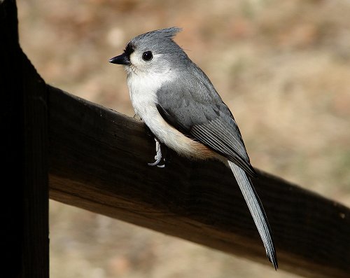 Tufted Titmouse by Dave Pelletier