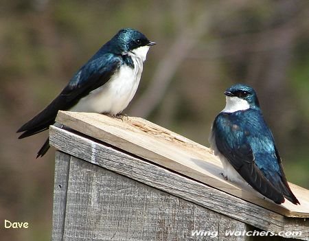 Tree Swallows by Dave Pelletier