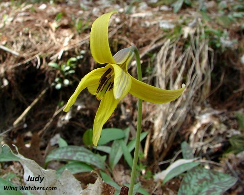 Trout Lily by Judy Pelletier