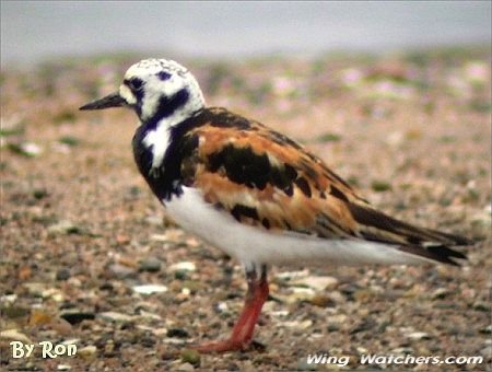 Ruddy Turnstone in breeding plummage by Ron Pelletier