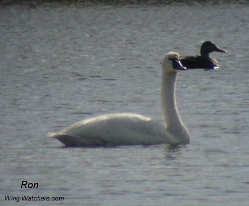 Tundra Swan by Ron Pelletier