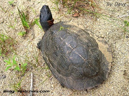 Wood Turtle laying eggs by Dave Pelletier