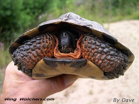 Wood Turtle by Dave Pelletier