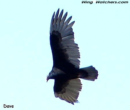 Turkey Vulture by Dave Pelletier