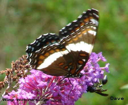 White Admiral intergrade by Dave Pelletier