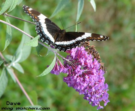 White Admiral intergrade by Dave Pelletier