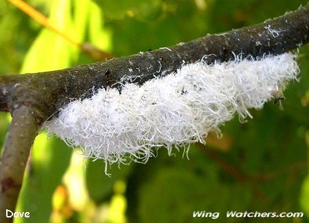 Wooly Aphids by Dave Pelletier