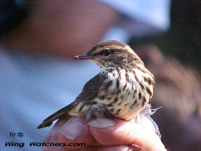 Northern Waterthrush by Dave Pelletier