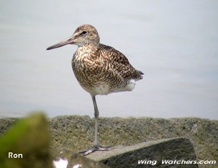 Willet by Ron Pelletier