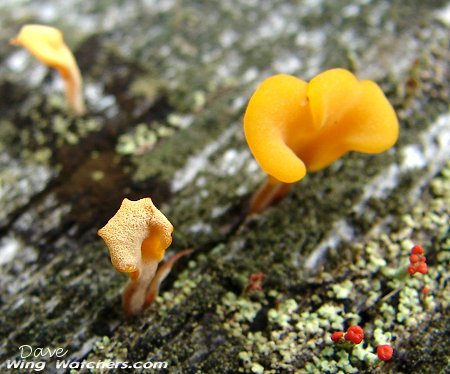 Witches Butter