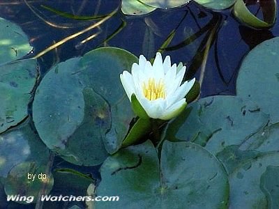 Fragrant Waterlily