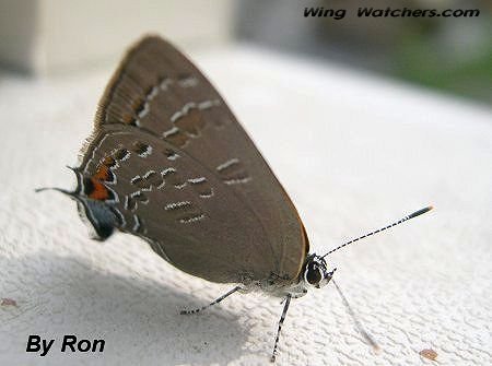 Banded Hairstreak by Ron Pelletier