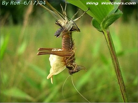 Emergent Grasshopper by Ron Pelletier