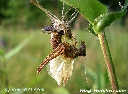 Emergent Grasshopper by Ron Pelletier